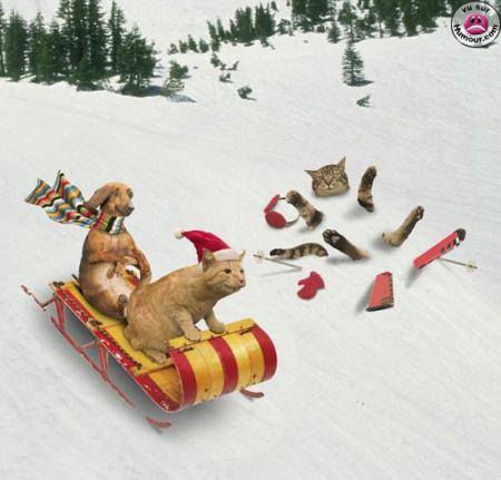 les chat